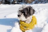Je naozaj nutne aby psy nosili v zime oblecenie