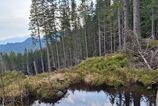 Ochrari objavili nove pliesko v Nizkych Tatrach na mieste kde sa buduje zjazdovka