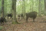 Vlci zautocili na mladja zubra v polsku Vedci maju dramaticky lov na videu