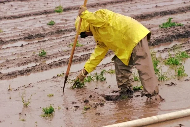 El Niño ohrozuje milióny detí v Latinskej Amerike, hrozí sucho a záplavy