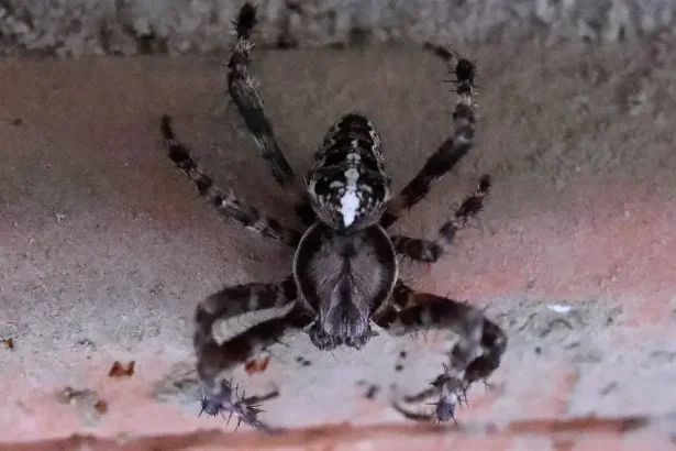 Vďaka týmto trikom sa už nikdy nebudete báť pavúkov