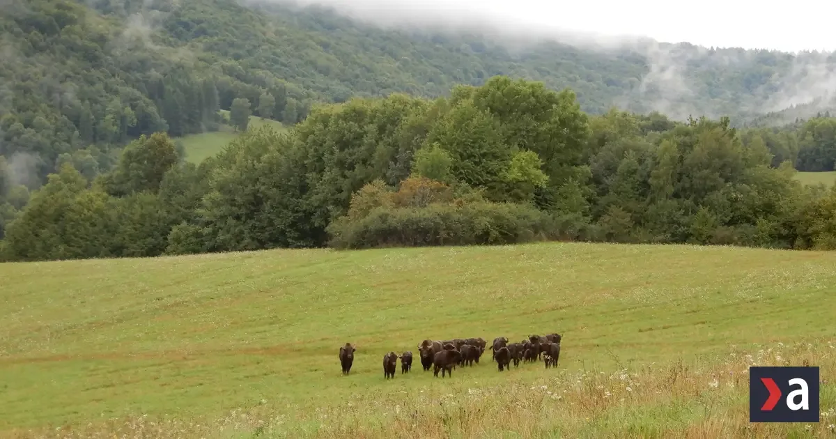 Pondelok bude na Slovensku zamračený, na severe a východe sa objavia prehánky